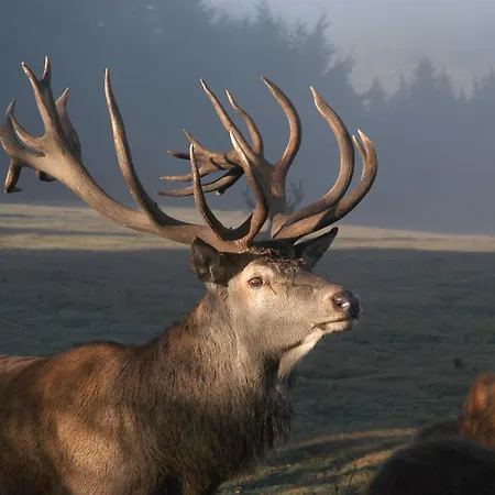 בית נופש Jugendherberge Hellenthal