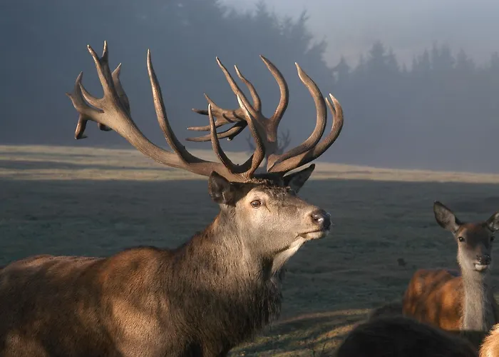Feriehus Jugendherberge Hellenthal